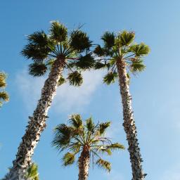 You’re Invited to IIMUN Five